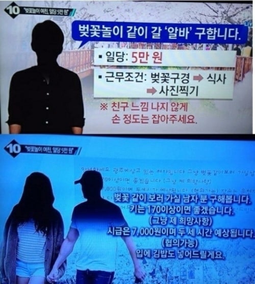 일당 5만원 벚꽃놀이 알바