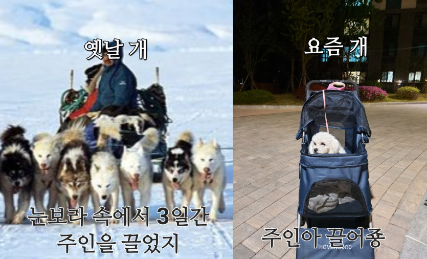 옛날 개 vs 요즘 개