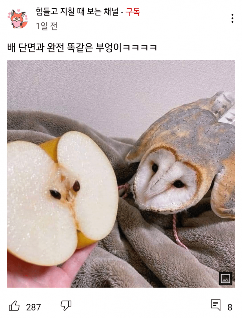 잃어버린 형제를 찾은 부엉이ㅋㅋㅋㅋㅋ