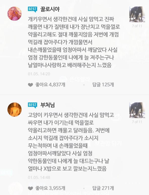 애견인과 애묘인